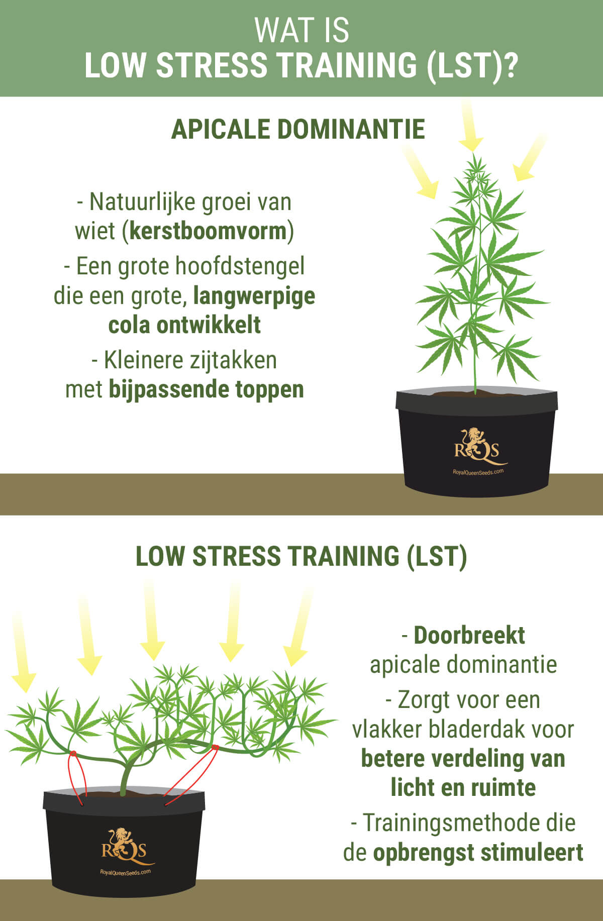 Hoe Werkt Low Stress Training Bij Cannabis Voor Een Betere Opbrengst ...